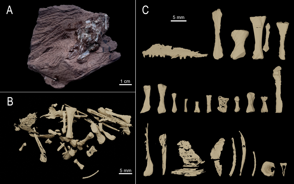 a regurgitalite fossil with a breakdown of the bones found inside it a regurgitalite fossil with a breakdown of the bones found inside it